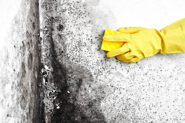 Best Residential Mold Removal  in Carney, MD