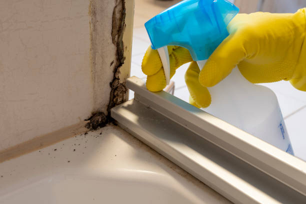 Home Mold Removal in Carney, MD