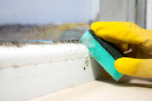 Best Mold Remediation  in Carney, MD