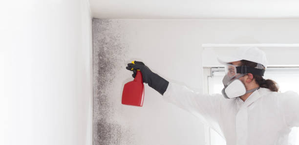 Best Black Mold Removal  in Carney, MD