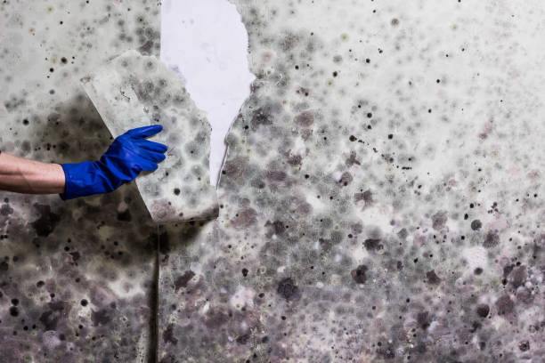 Best Toxic Mold Removal  in Carney, MD