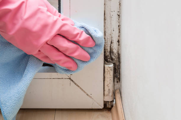 Best Crawl Space Mold Removal  in Carney, MD