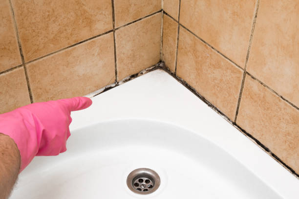 Trusted Carney, MD Mold Removal Experts